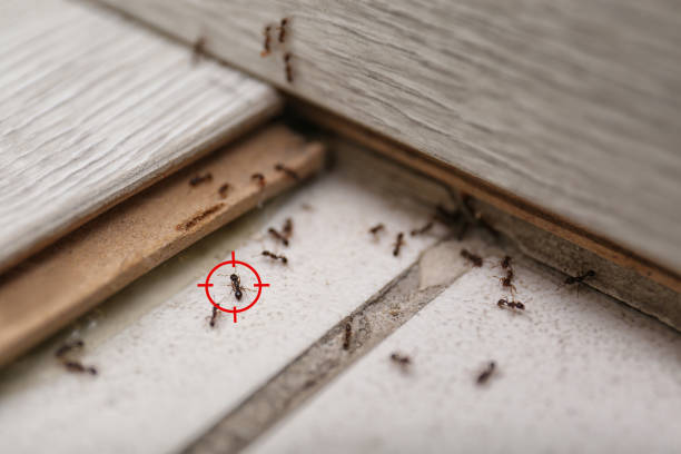 Best Best Pest Control Companies  in Oak Grove, AL