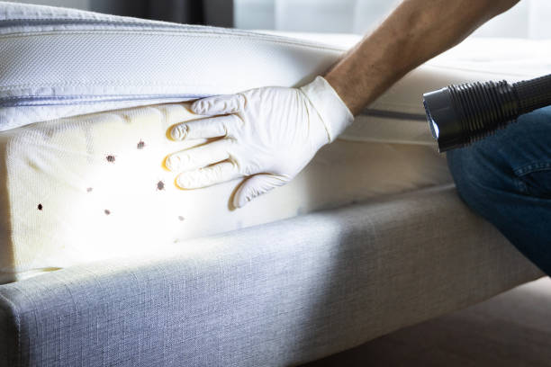 Best Wasp Removal Services  in Oak Grove, AL