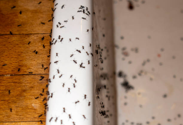 Best Affordable Pest Control Services  in Oak Grove, AL